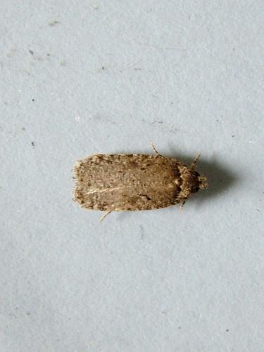 Agonopterix sp.